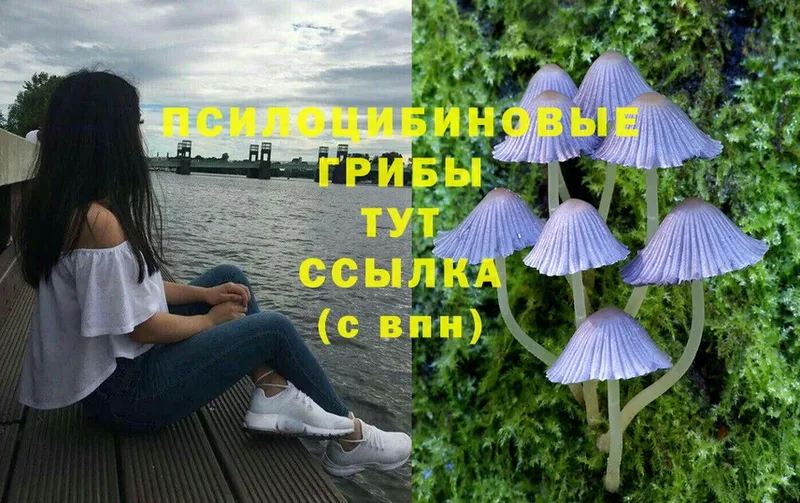 сколько стоит  Орлов  Галлюциногенные грибы Cubensis 